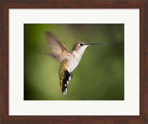 Framed Hummingbird Texas Print