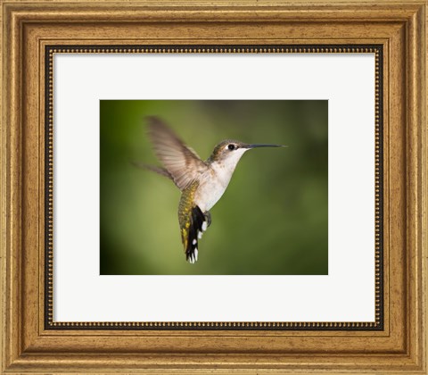Framed Hummingbird Texas Print