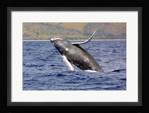 Framed Humpback Whale Leaping Print