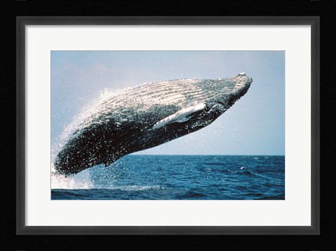 Framed Humpback Whale Breaching Print