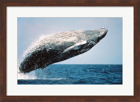 Framed Humpback Whale Breaching Print
