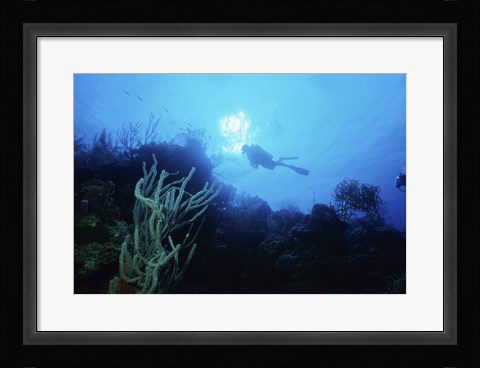 Framed Low angle view of a scuba diver swimming underwater, Belize Print