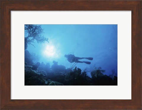 Framed Low angle view of a scuba diver swimming underwater, Belize Print