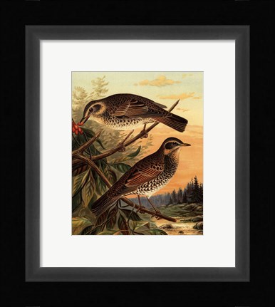 Framed Small Woodland Birds II Print