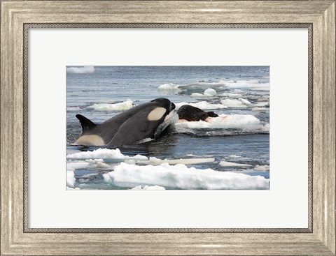 Framed Killer Whale Type B Print