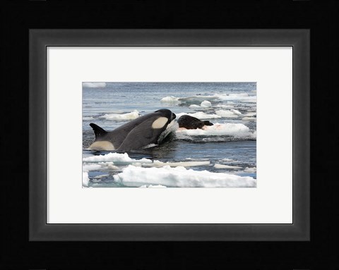 Framed Killer Whale Type B Print