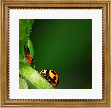 Framed Ladybug and Friend Print