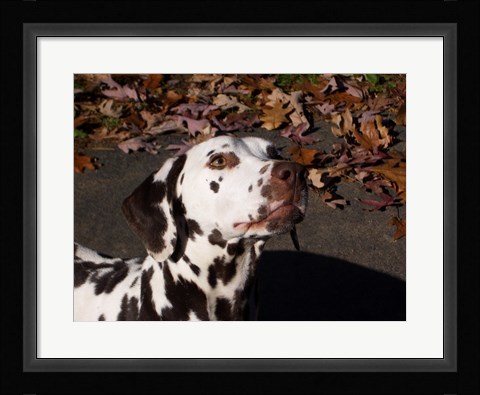 Framed Dalmatian Print