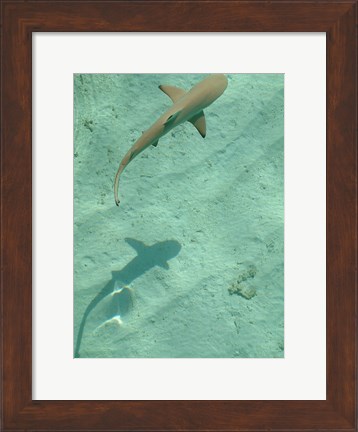 Framed Maldives Blacktip Reef Shark, Carcharhinus Melanopterus Print