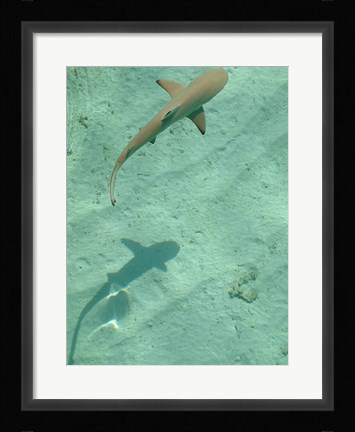 Framed Maldives Blacktip Reef Shark, Carcharhinus Melanopterus Print