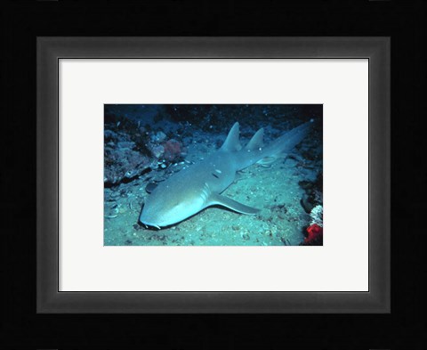 Framed Nurse Shark Print