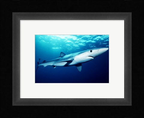 Framed Prionace Glauca Print