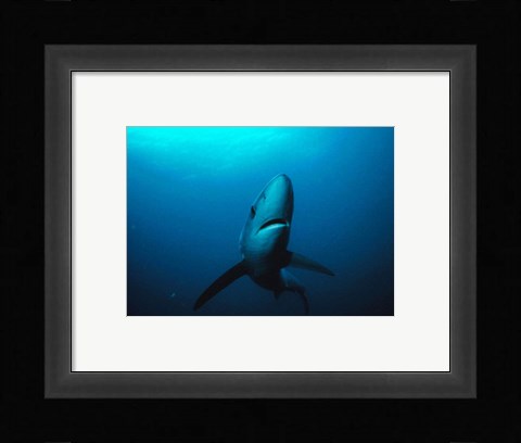 Framed Prionace Glauca Print