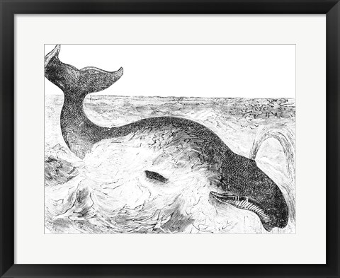 Framed Whalebone Whale Print