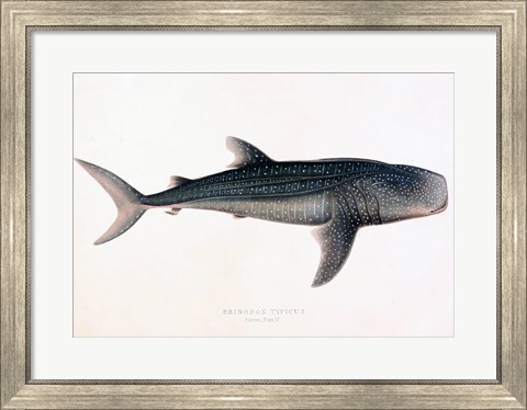 Framed Rhinodon Typicus Print