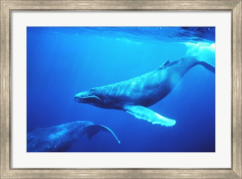 Framed Humpback whales in the singing position Print