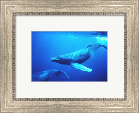 Framed Humpback whales in the singing position Print