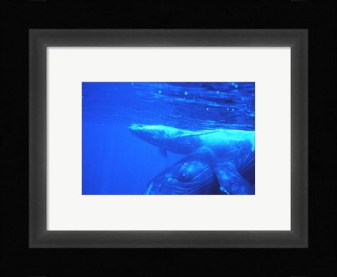 Framed Humpback whale mother and calf Print