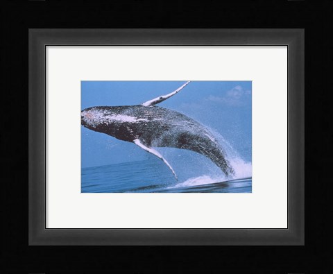 Framed Humpback whale breaching Print