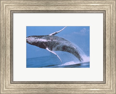 Framed Humpback whale breaching Print
