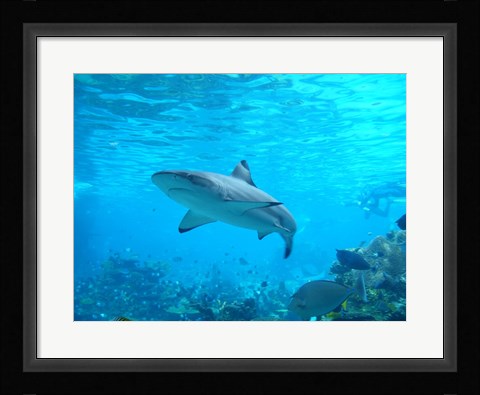 Framed Shark Underwater Print