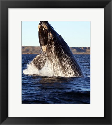 Framed Southern right whale Print
