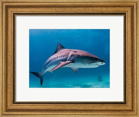 Framed Tiger Shark Print