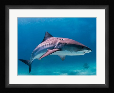 Framed Tiger Shark Print