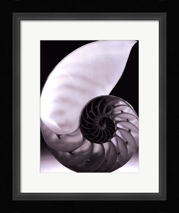 Framed Shell I Print