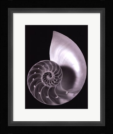 Framed Shell II Print