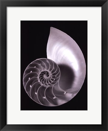 Framed Shell II Print