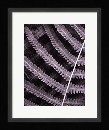 Framed Fern I Print