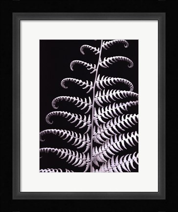 Framed Fern II Print