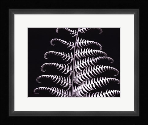 Framed Fern III Print