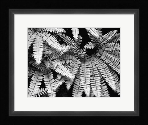 Framed Fern IV Print