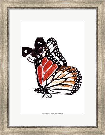 Framed Butterflies Dance IV Print