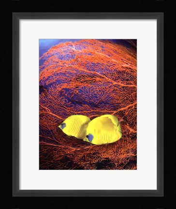 Framed Jeweled Fish II Print