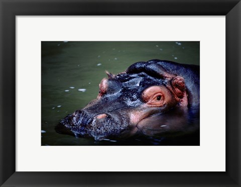 Framed Close-up of a hippopotamus in water (Hippopotamus amphibius) Print