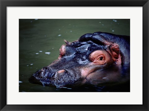 Framed Close-up of a hippopotamus in water (Hippopotamus amphibius) Print