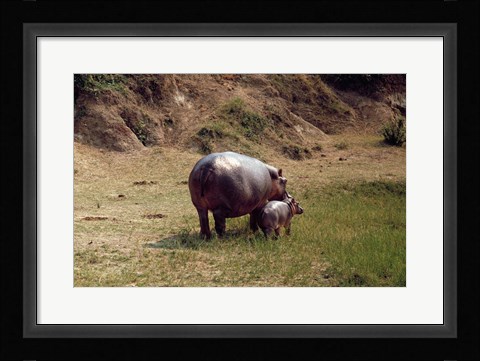 Framed Africa, Hippopotamus (Hippopotamus amphibius) mother with young near Nile River Print