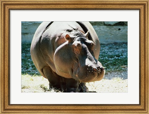 Framed Close-up of a Hippopotamus Print