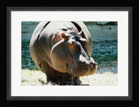 Framed Close-up of a Hippopotamus Print