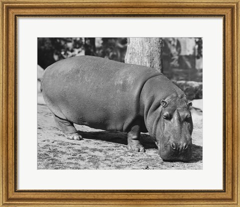 Framed Hippopotamus Black and White Print