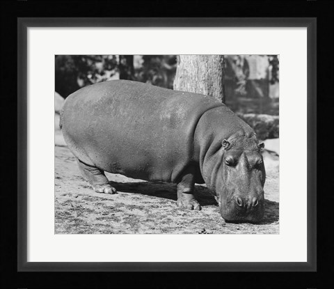 Framed Hippopotamus Black and White Print