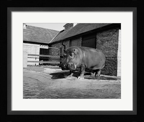 Framed USA, Louisiana, New Orleans, Hippopotamus in zoo Print