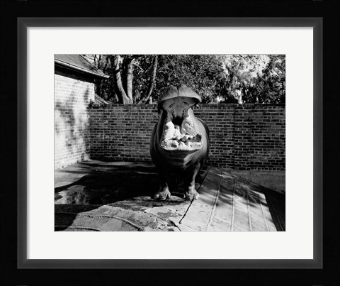 Framed USA, Louisiana, New Orleans, Hippopotamus in zoo yawning Print
