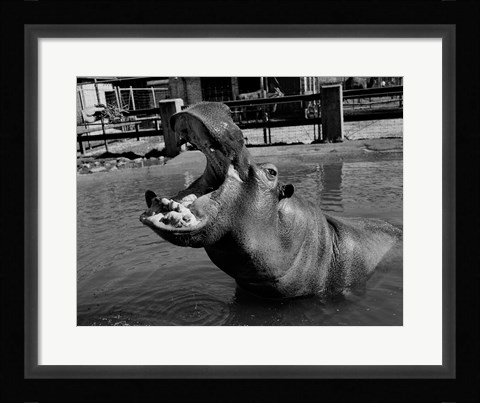 Framed USA, Louisiana, New Orleans, Hippopotamus in zoo Print