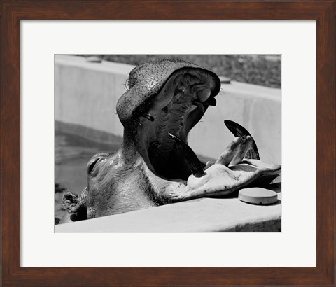 Framed Hippopotamus (Hippopotamus amphibius) in pool Print