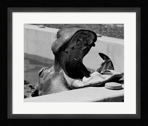 Framed Hippopotamus (Hippopotamus amphibius) in pool Print