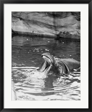 Framed Hippopotamus (Hippopotamus amphibius) in water Print